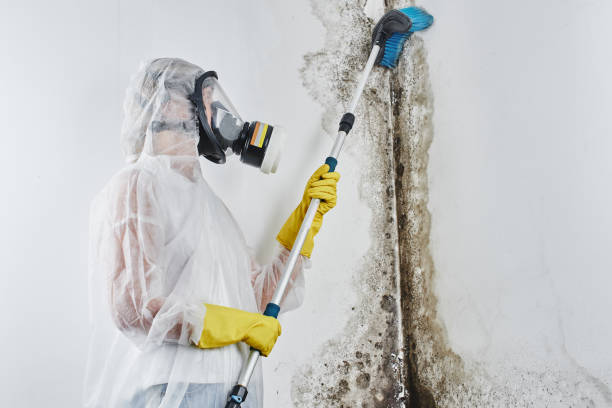 Best Attic Mold Removal  in Homewood, SC