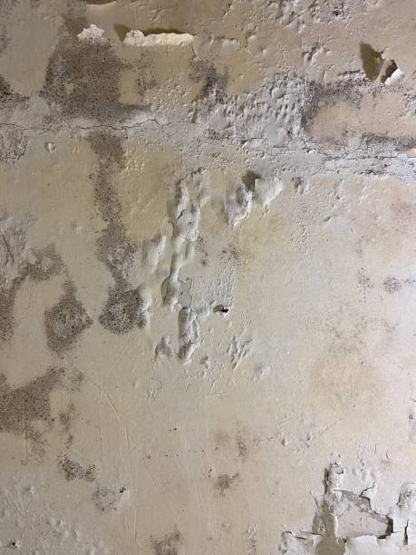 Best Residential Mold Removal  in Homewood, SC